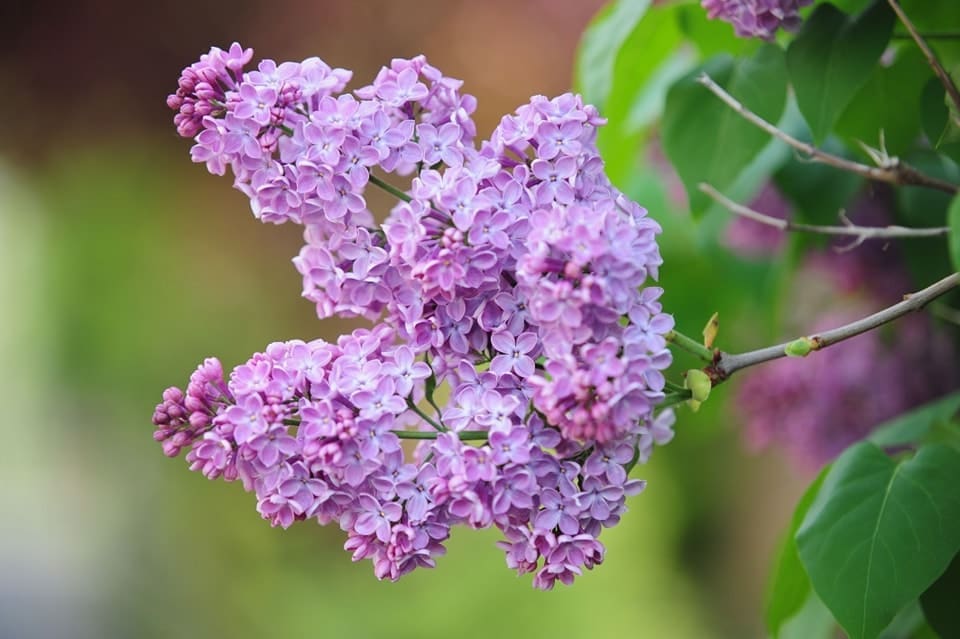 A Vibrant Lilac